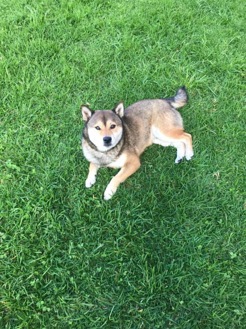 Hatchi 