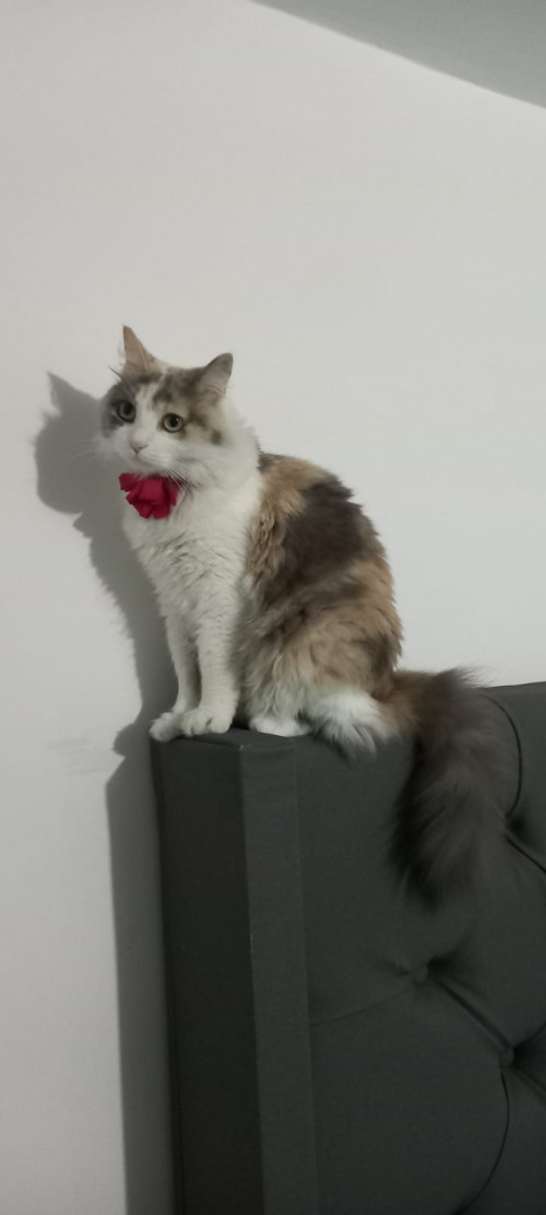 Luna