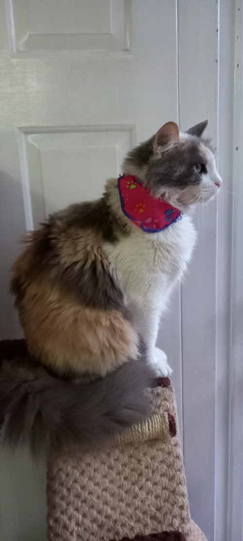 Luna