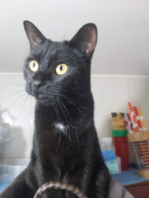 Mia