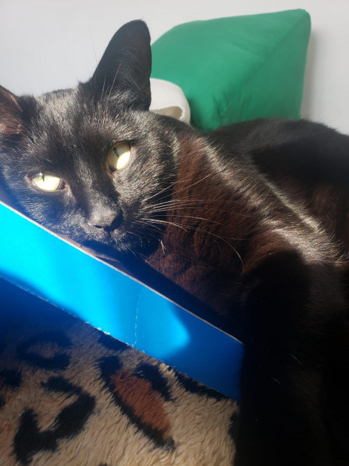 Mia