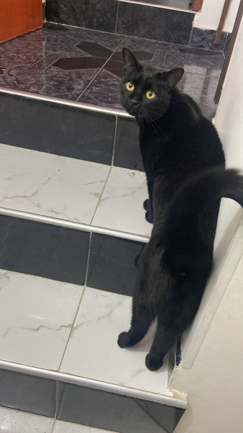 Mia