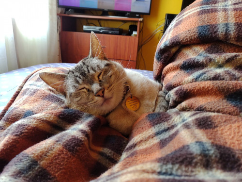 Kira
