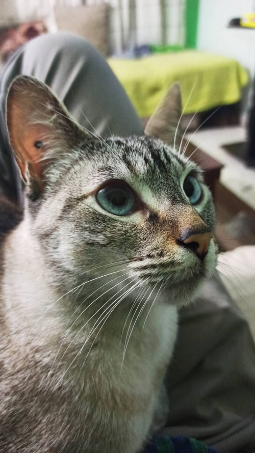 Kira