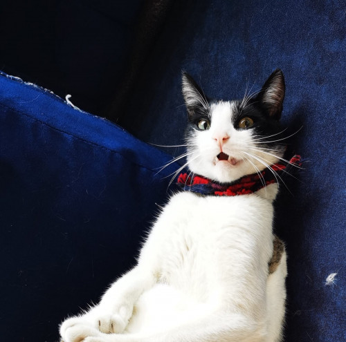 Oreo