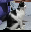 Foto de Oreo en  Bogotá #1