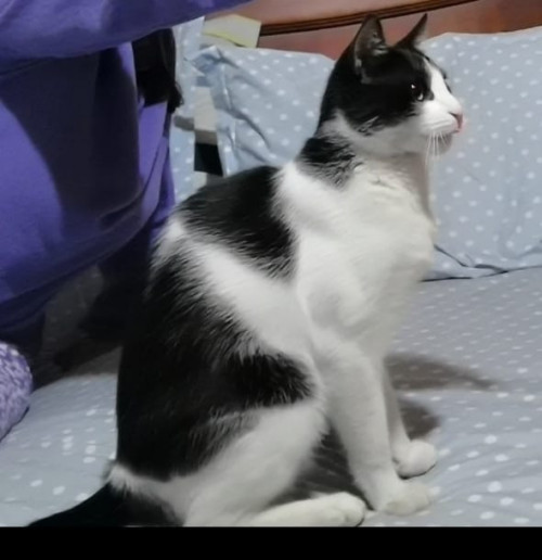 Oreo