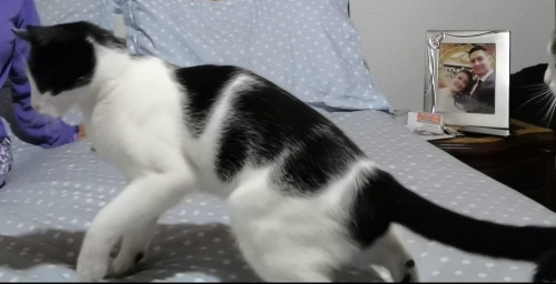 Oreo