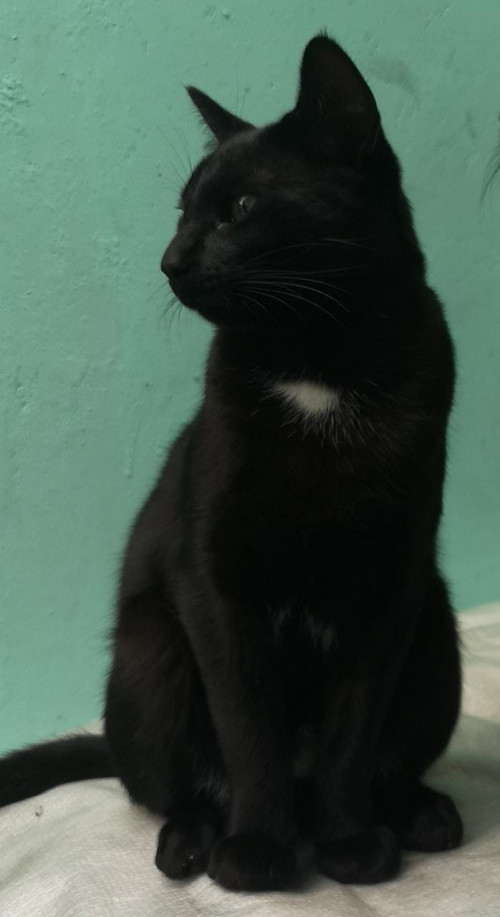 Silvestre 