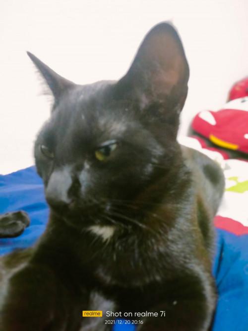Silvestre 