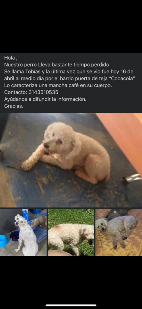 Toby