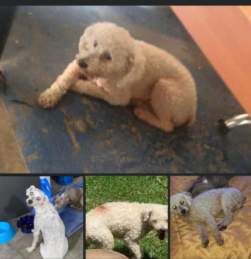 Toby