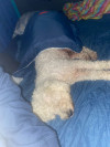 Foto de Toby en  Cundinamarca #1