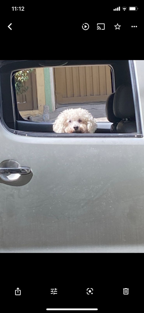 Toby