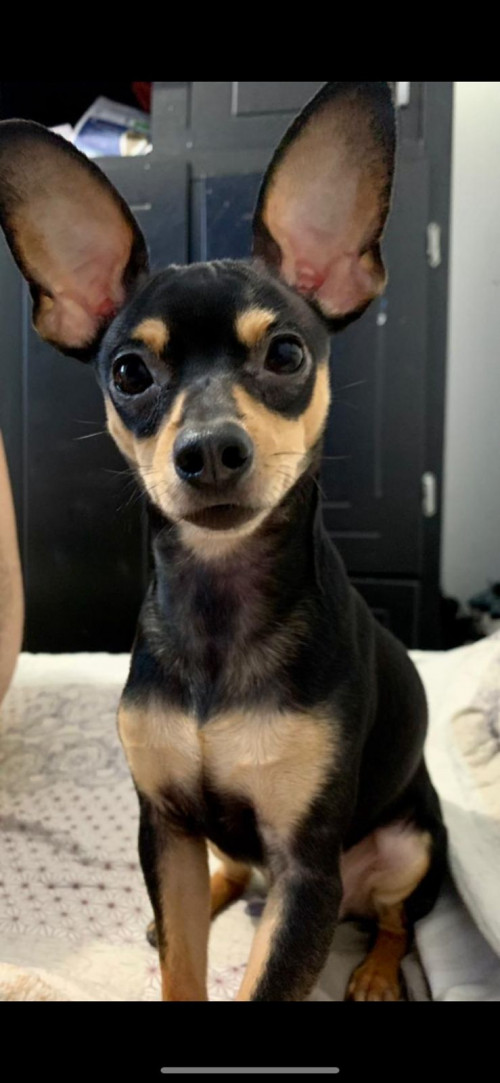 Rocky 