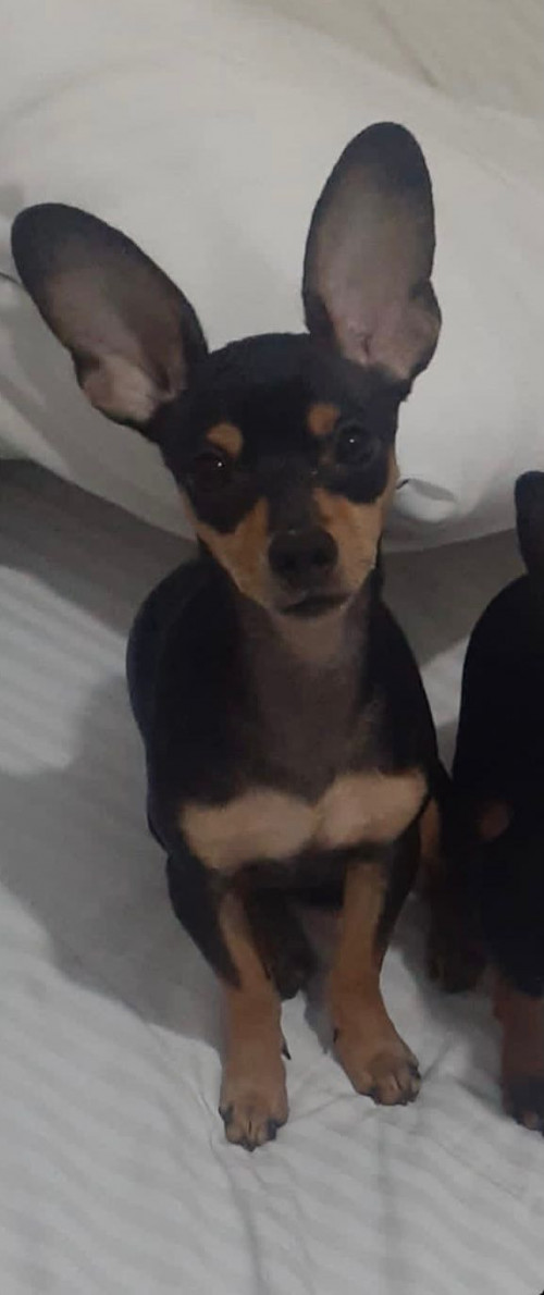 Rocky 