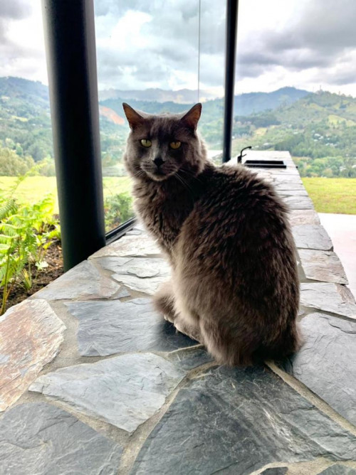 Simón