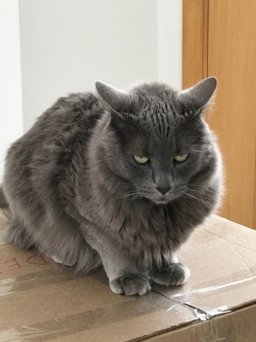 Simón