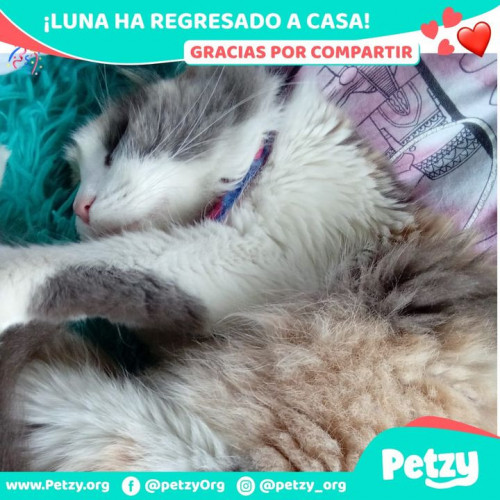 Foto de mascota Luna