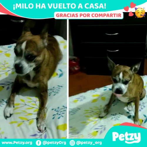 Foto de mascota Milo