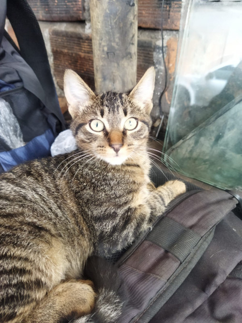 Romeo