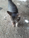 Foto de Romeo en Rionegro Antioquia #0