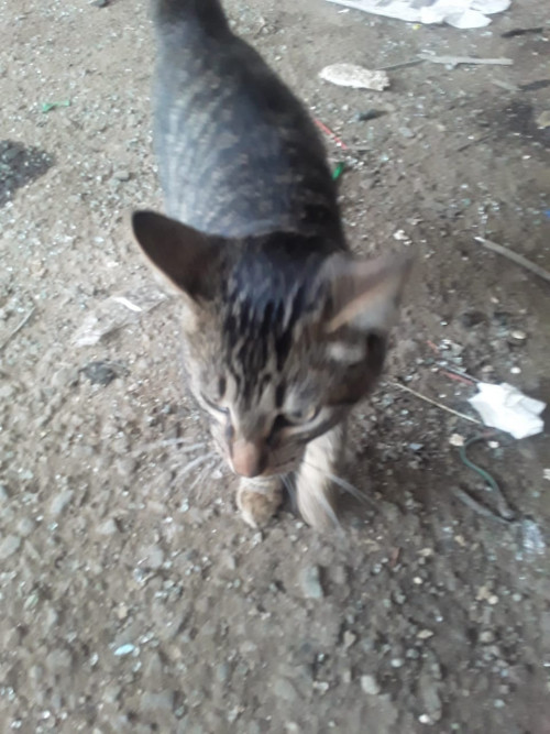 Romeo