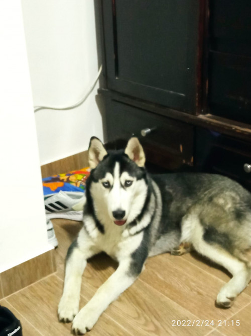 Sacha