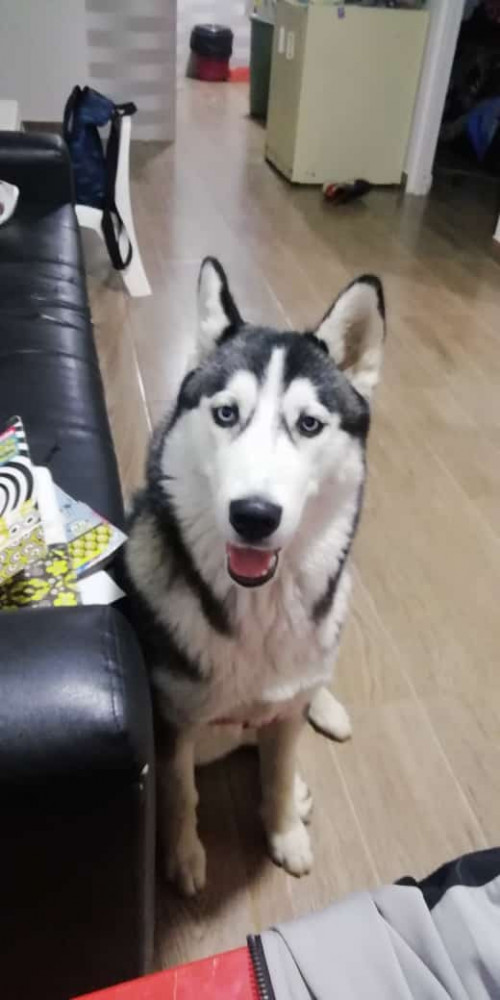 Sacha