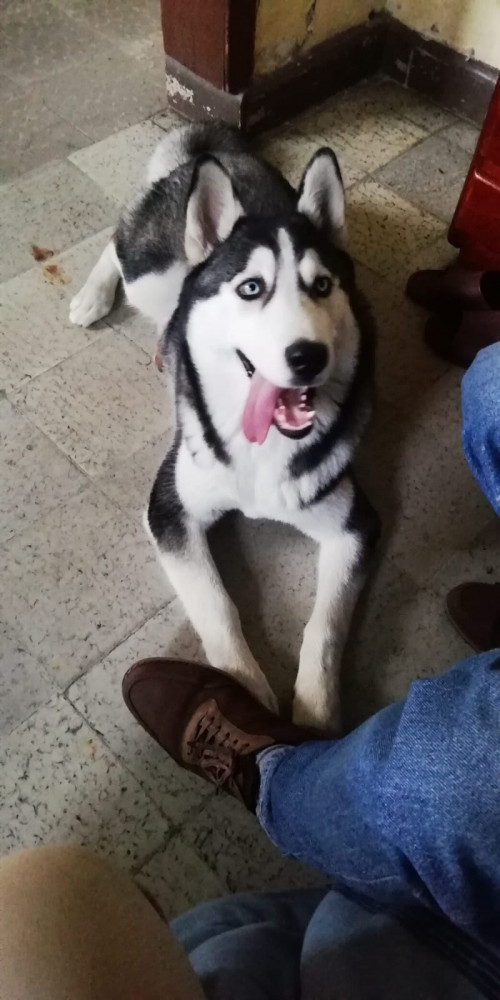 Sacha