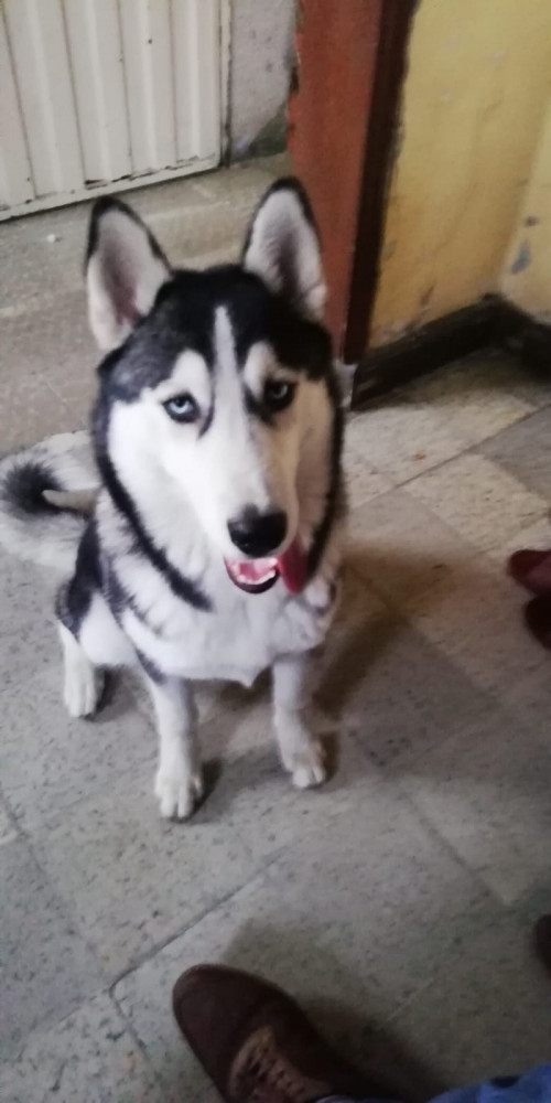Sacha