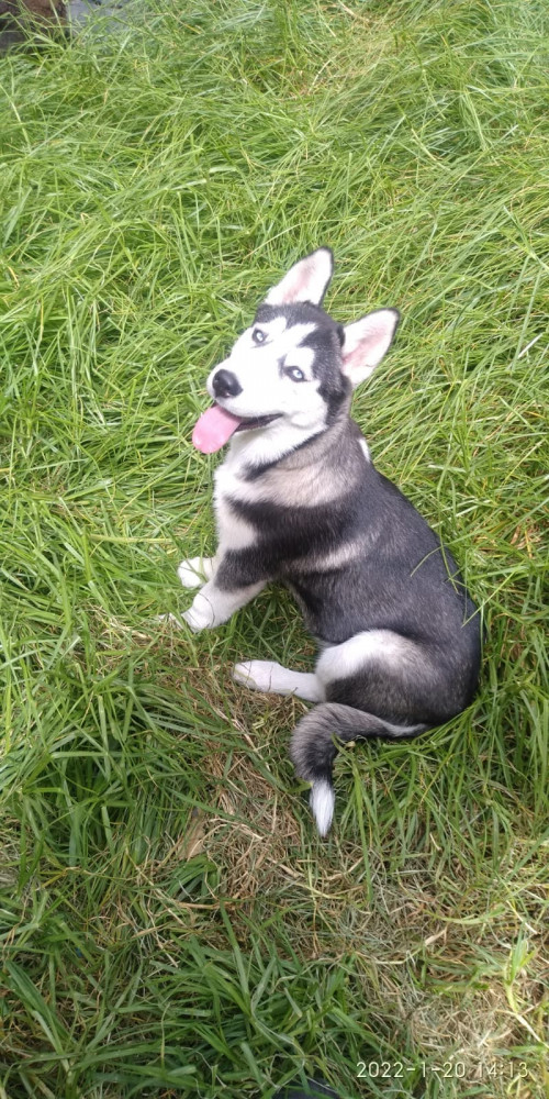 Sacha