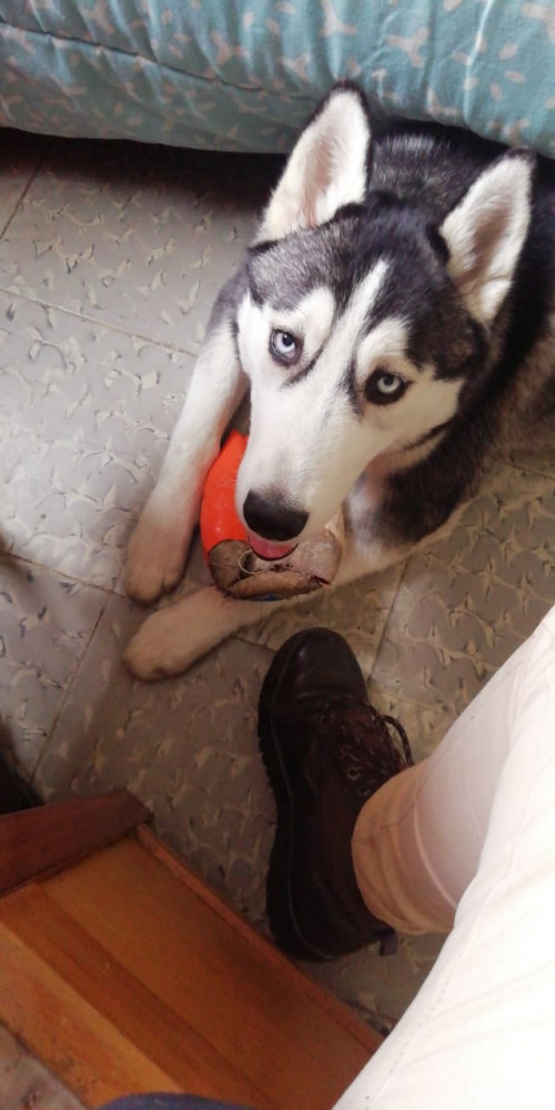 Sacha
