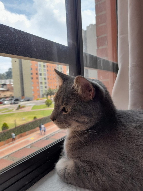 Mylo