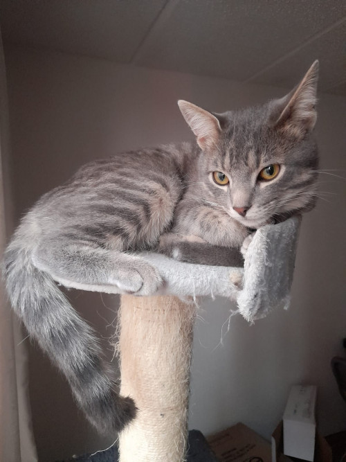 Mylo