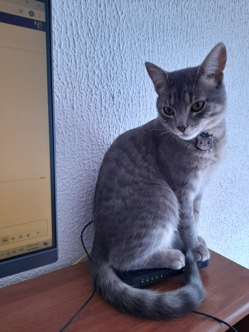 Mylo