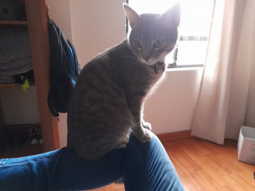 Mylo