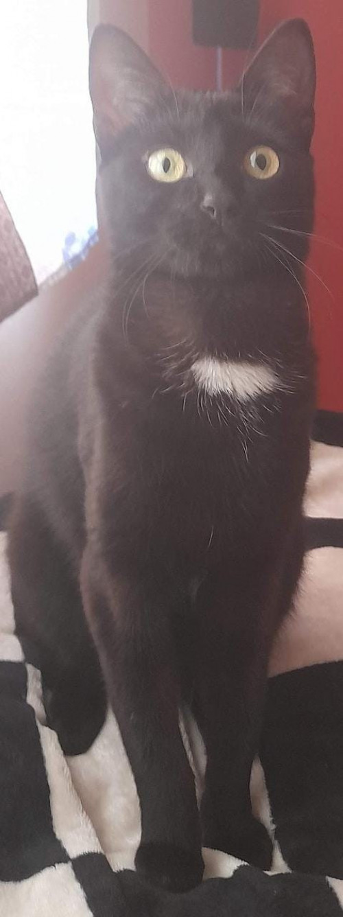 Agatha