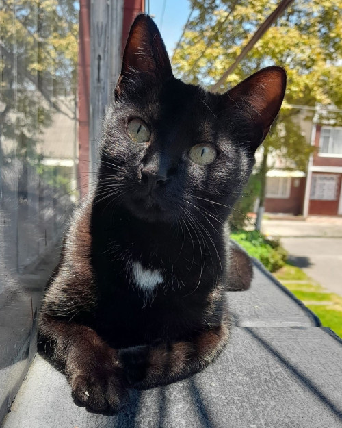 Agatha