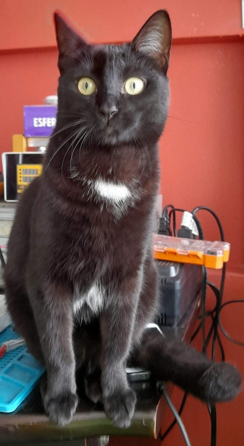 Agatha