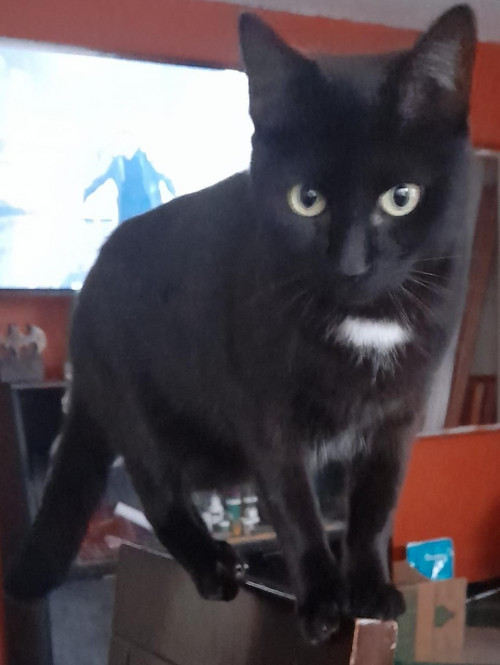 Agatha