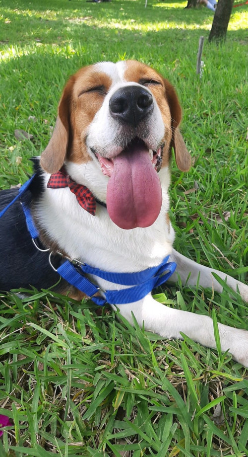 Bruno