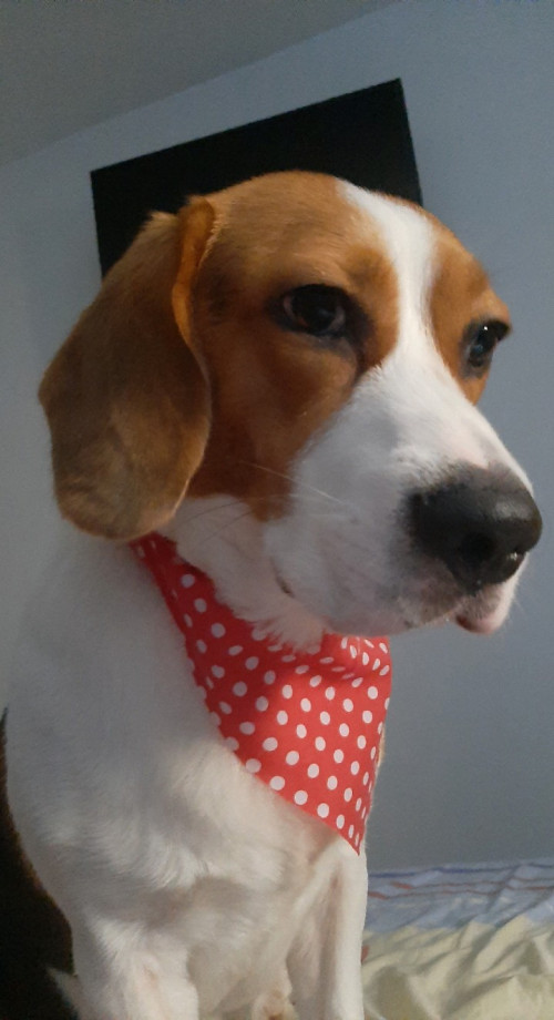 Bruno