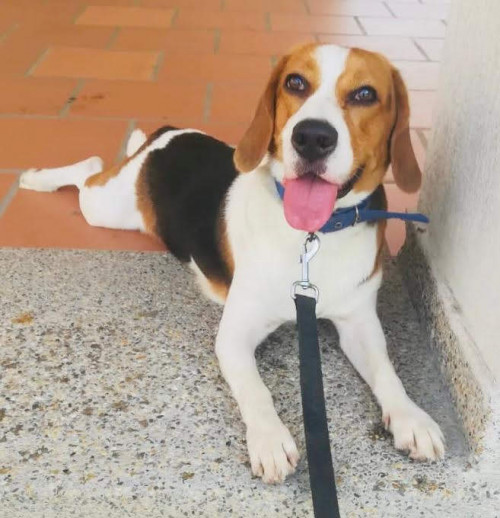 Bruno