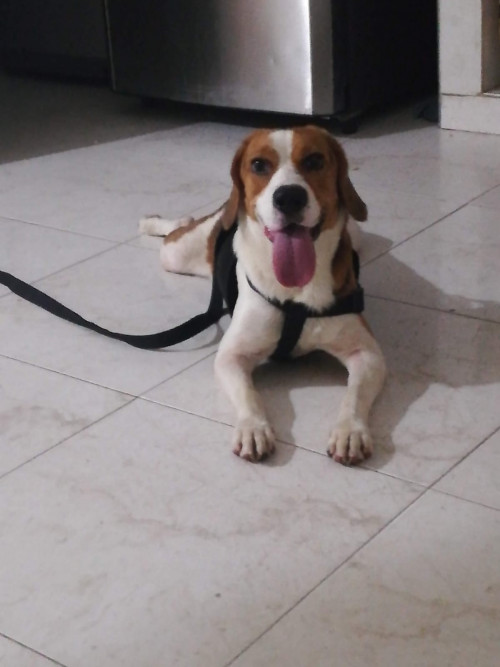 Bruno