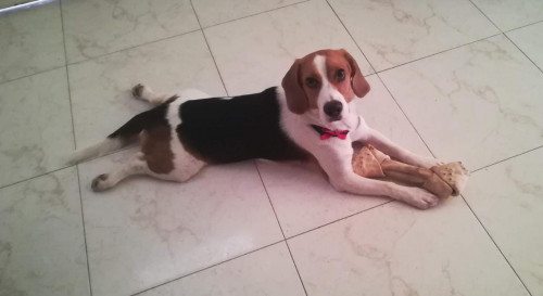 Bruno