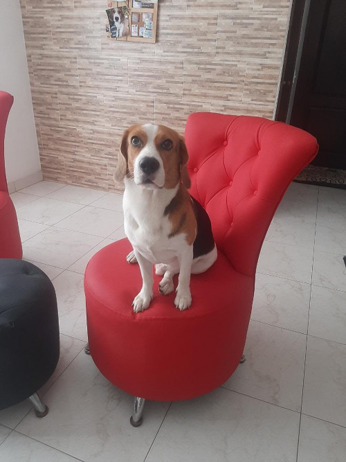 Bruno