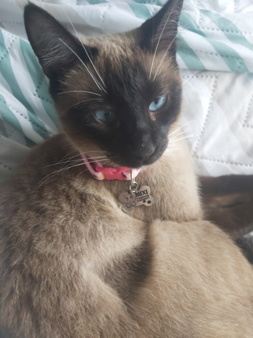Mixi
