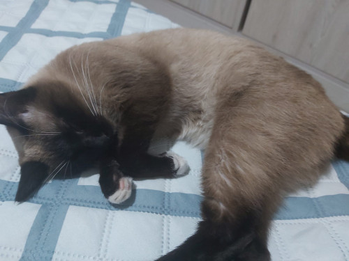Mixi