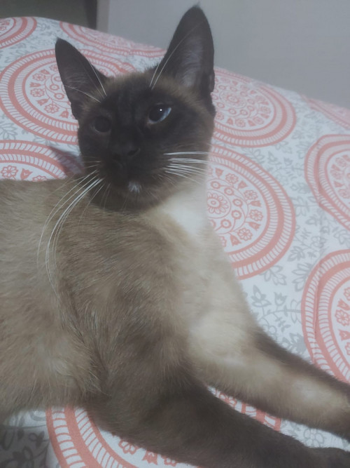 Mixi
